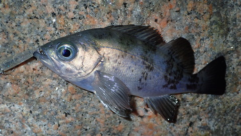 P3060628