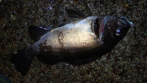 P3050610