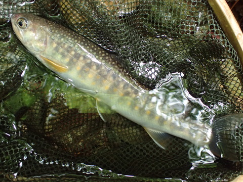 P6123062
