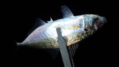 P8123303