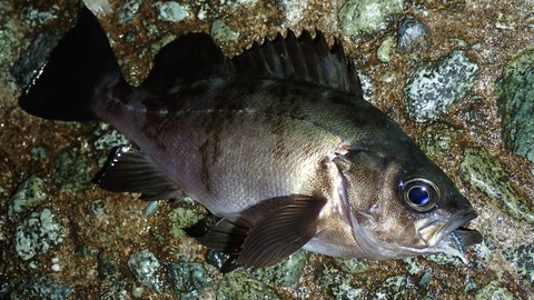 P4222840