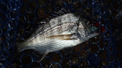P8253366