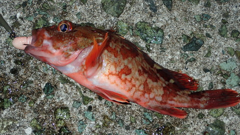 P5252970