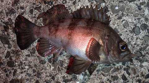 P6171204