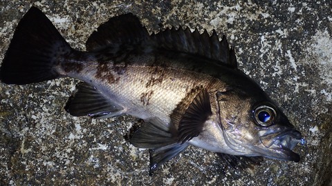 P3302655