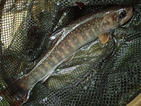 P6123074