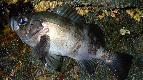 P4012705