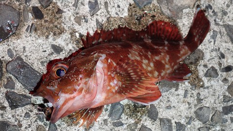 PB069907
