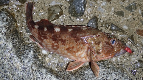 P8253362