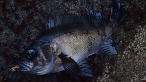 P3030595