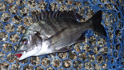 P8233358