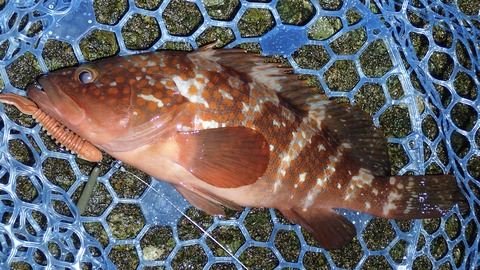P6013007