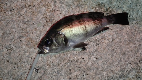 P5177950