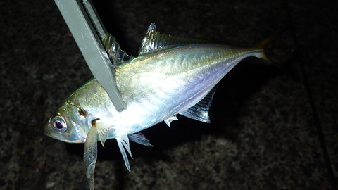 PB069902