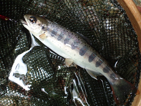 P6253167