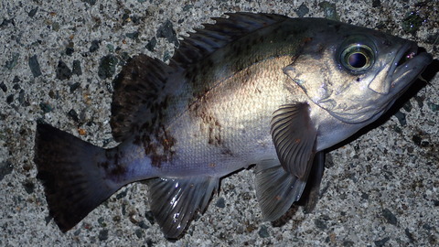 P4052726