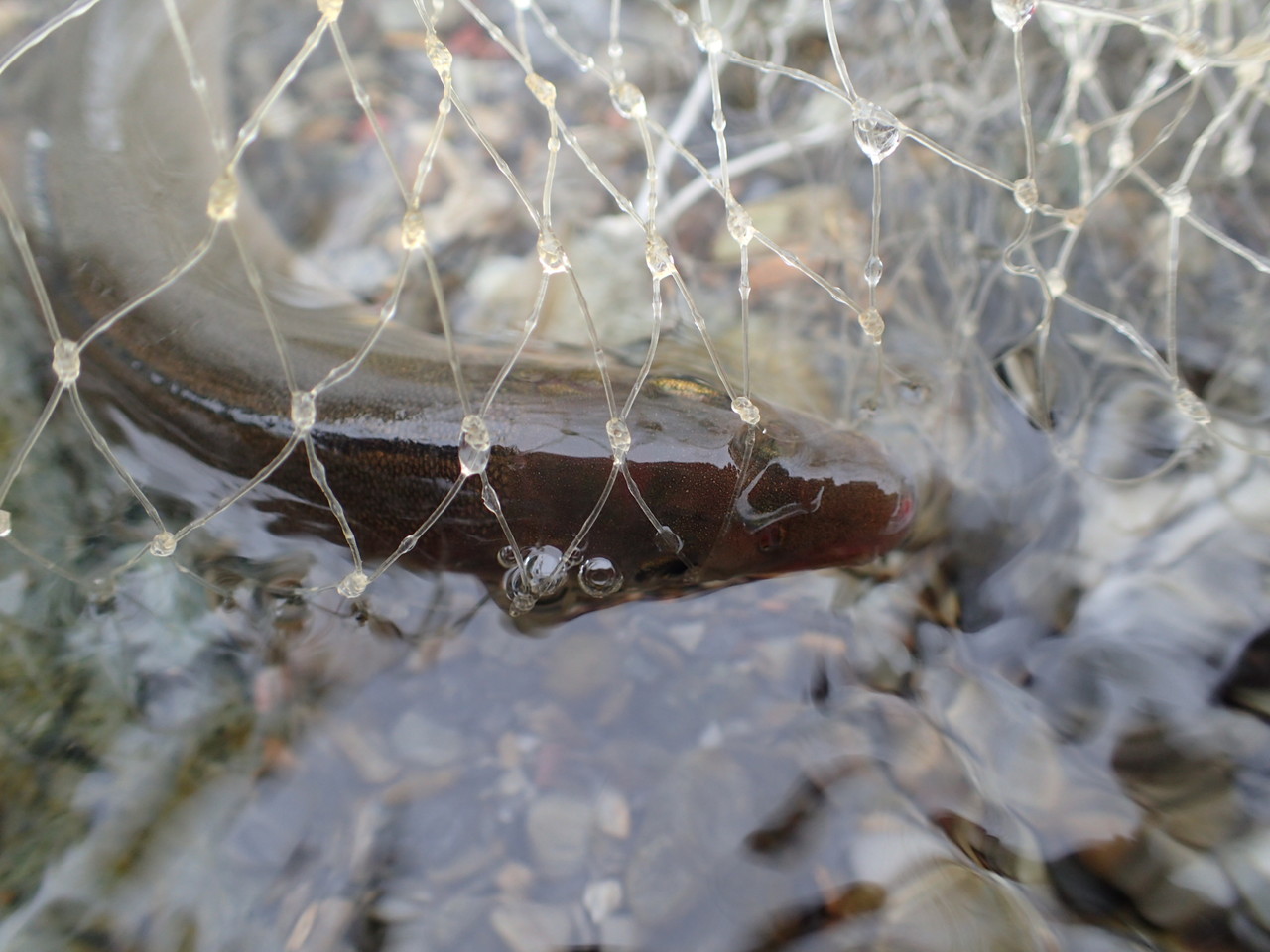 鮎解禁 早速投網で捕獲する 私が思うところ Gクラ使いでtklm信者で