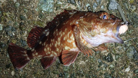 P6013006