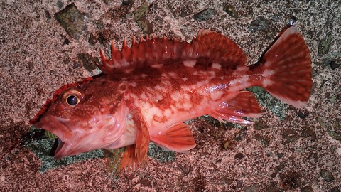 P5252967