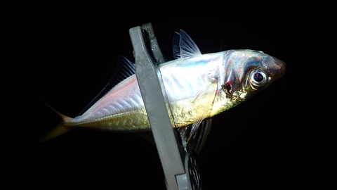 P7273253