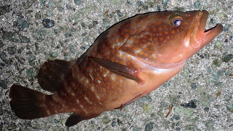 P7131296