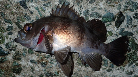 P5272978