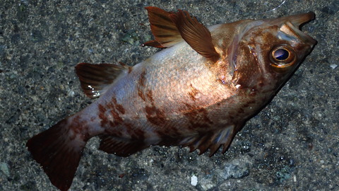 P5202958
