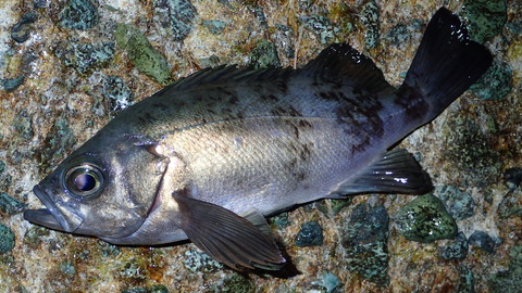 P3242622