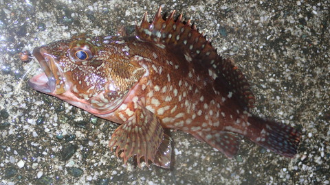 P7063171