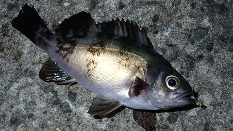 P5229166