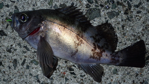 P4052725