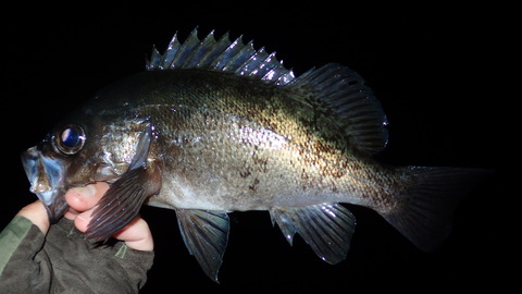 P6083043