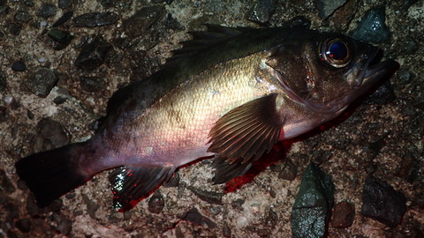 P4010776