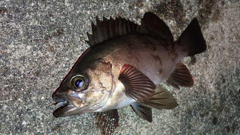 P7179464