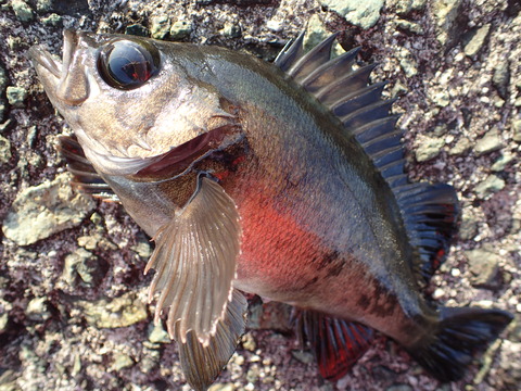 P4202829