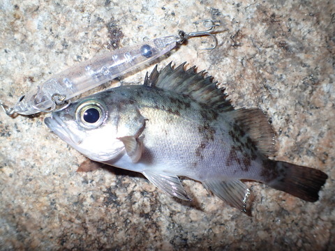 P1171453