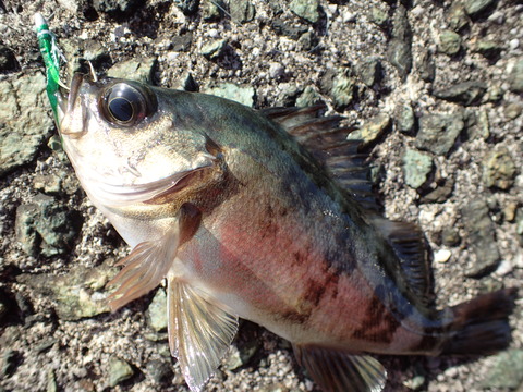P4202819