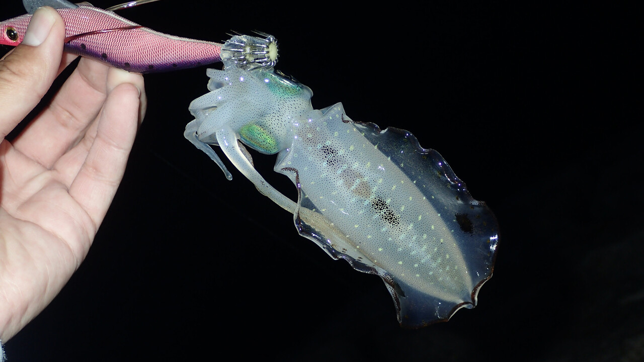 エギマルを使ってエギング修行 後編 私が思うところ Gクラ使いでtklm信者で