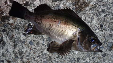 P7133216