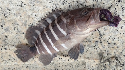 P8238239