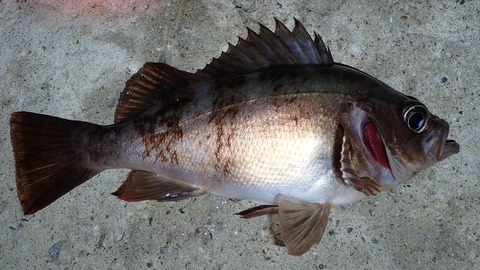 P6083035