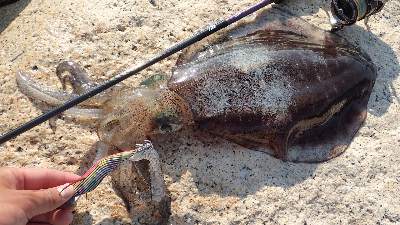 ダイワ「21エメラルダスMX711MLM-S」をエギングとボトムワインドに