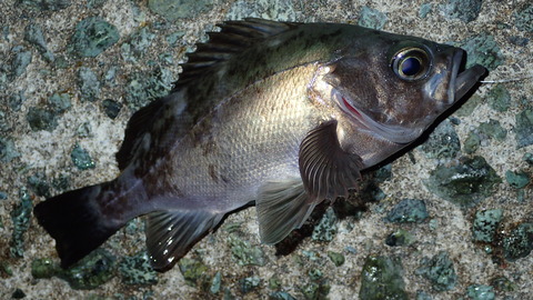 P3252644
