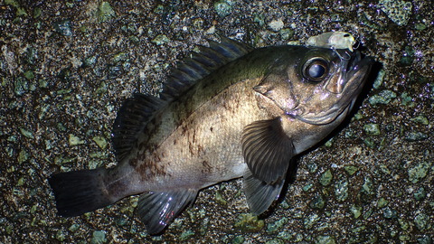 P3177791