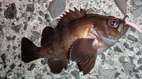 PB069905