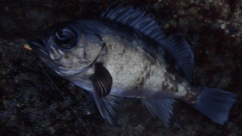 P3030594