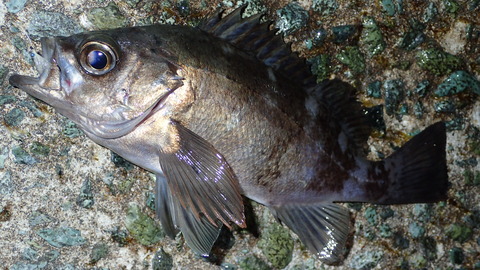 P3242639