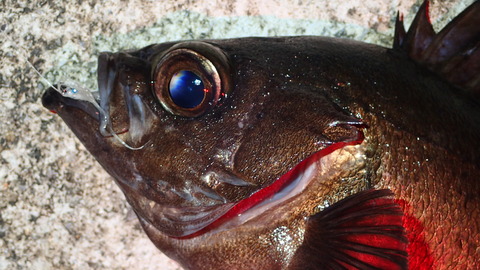 P5062867