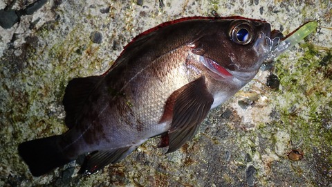 P3120669