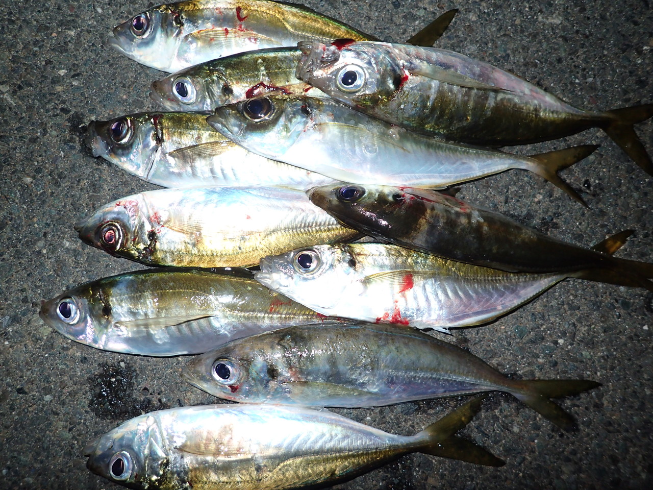 アジリンガーpro プロ がアジング最強ワームである理由 私が思うところ Gクラ使いでtklm信者で